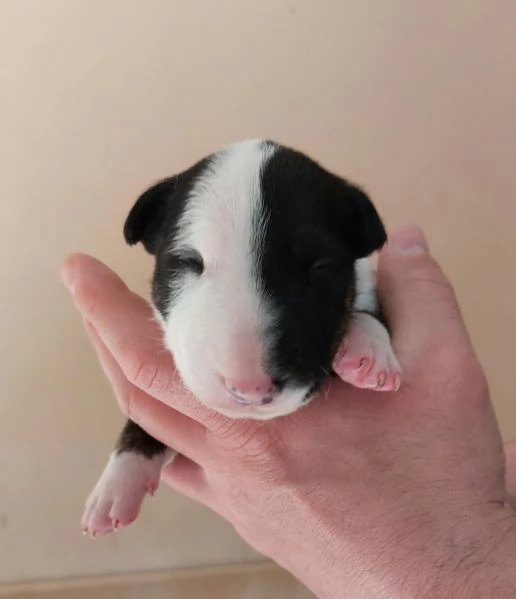 Cucciola di Bull Terrier bianca e nera/alta selezione | Foto 3