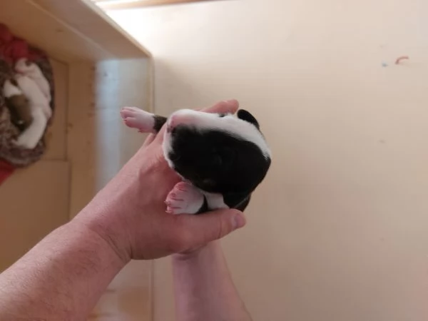 Cucciola di Bull Terrier bianca e nera/alta selezione | Foto 1