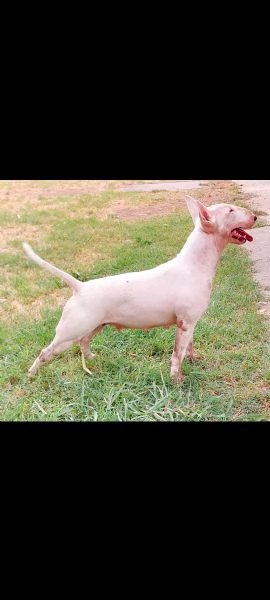 Cucciola di Bull Terrier bianca e nera/alta selezione | Foto 0