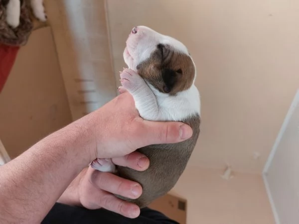 Cucciola di bull terrier bianca e rossa/alta selezione