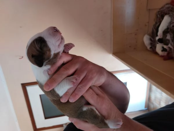 Cucciola di bull terrier bianca e rossa/alta selezione | Foto 6