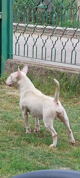 Cucciola di bull terrier bianca e rossa/alta selezione | Foto 4