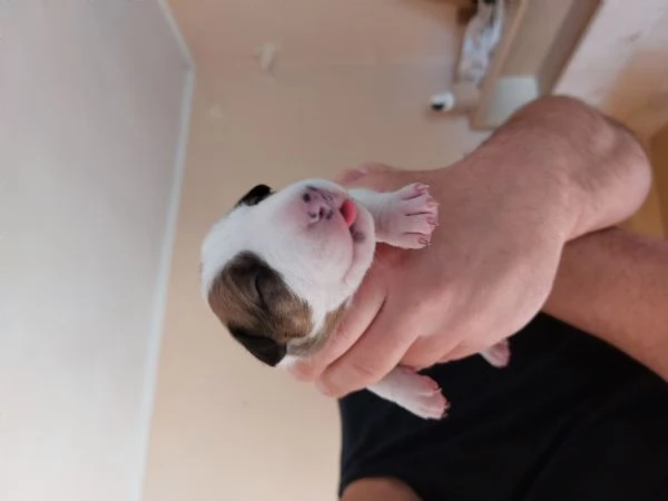 Cucciola di bull terrier bianca e rossa/alta selezione | Foto 3