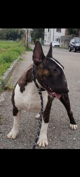Cucciola di bull terrier bianca e rossa/alta selezione | Foto 1