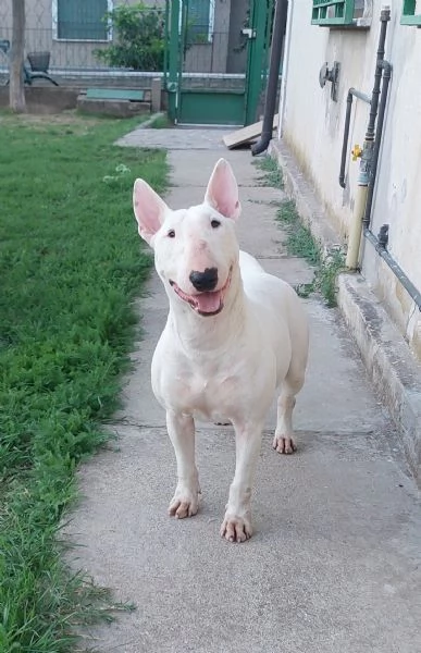 Cucciola di Bull Terrier standard total white | Foto 4