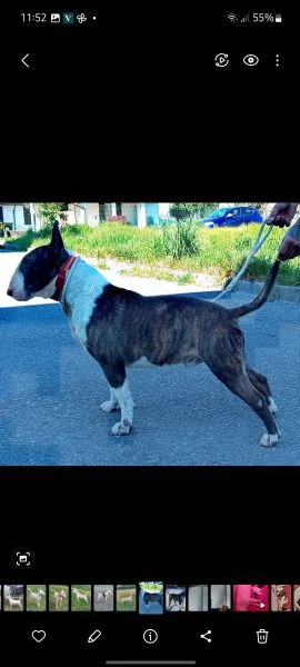 Cucciola di Bull Terrier standard total white | Foto 2