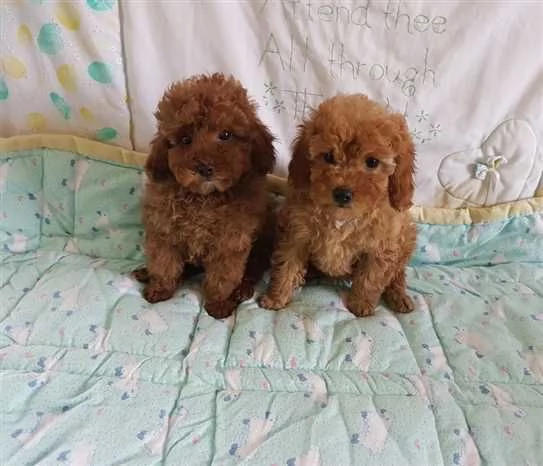  Bellissimi cuccioli di barboncino