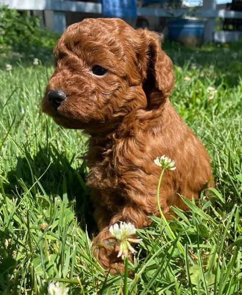  Cuccioli di barboncino toy  maschi e femmine.
