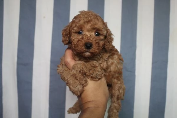 . Cuccioli di barboncino in miniatura 