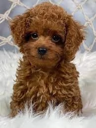  Cuccioli di barboncino  Toy sani.