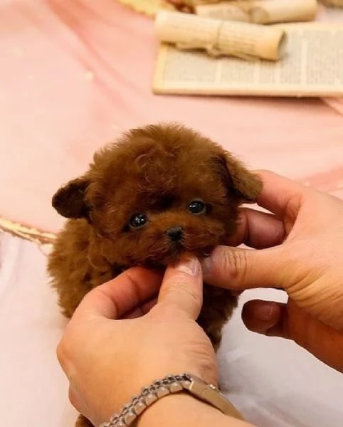  Cuccioli di barboncino toy 