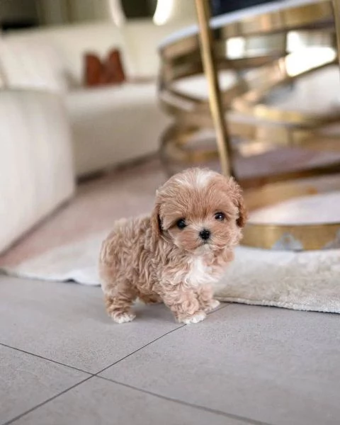  adorabili cuccioli di barboncino maschi e femmine.