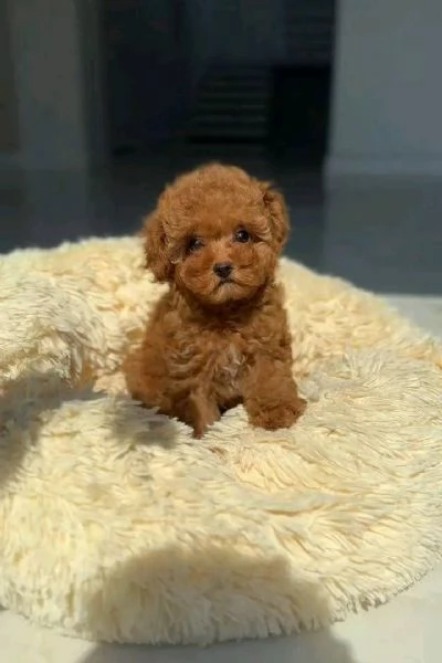  Toy Cuccioli di barboncino sani.