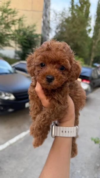  Cuccioli di barboncino .