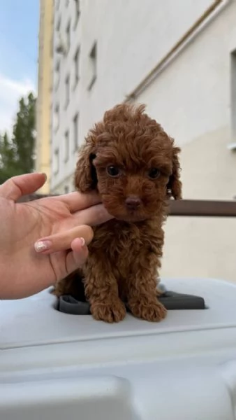  Toy Cuccioli sani di barboncino