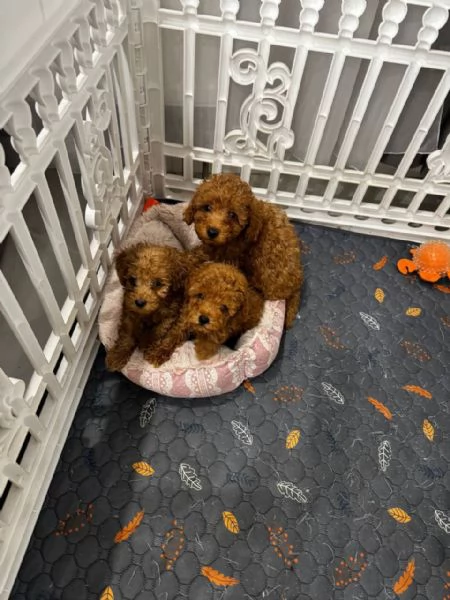  Cuccioli di barboncino toy