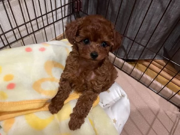  cuccioli di barboncino perfetti