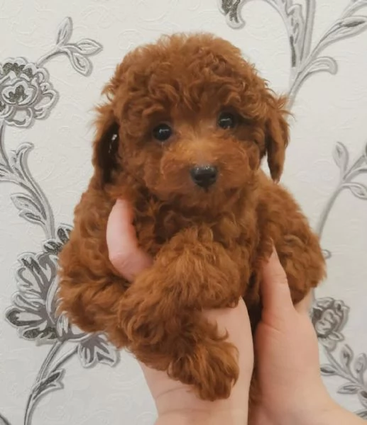  Cuccioli di barboncino sani disponibili.