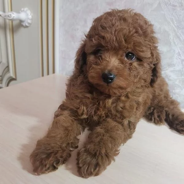  Cuccioli di barboncino per case adorabili.