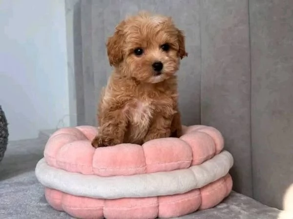 2Cuccioli di barboncino .