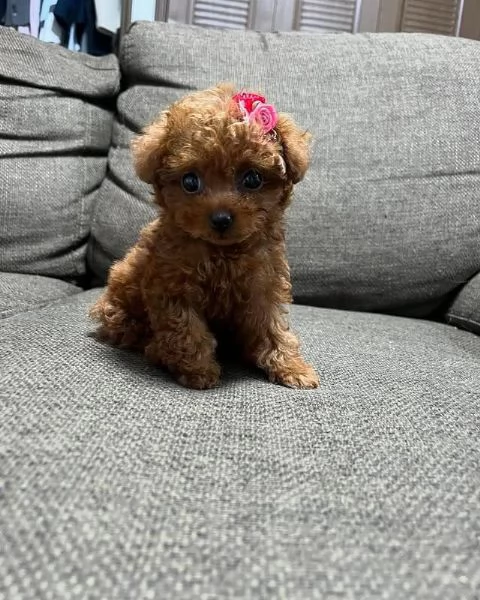  splendidi cuccioli di barboncino.