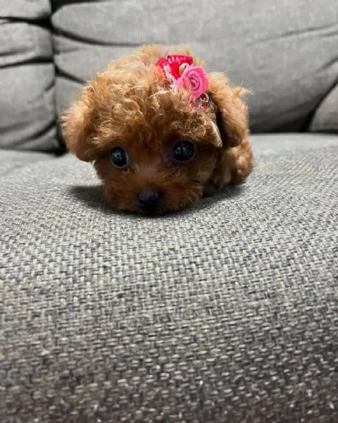  9 settimane Barboncino