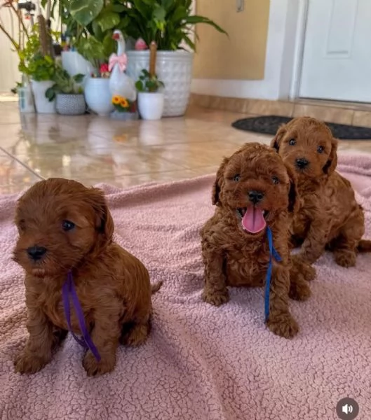  Barboncino Cuccioli di barboncino allevati in casa