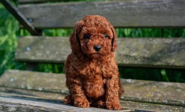  Cuccioli di barboncino