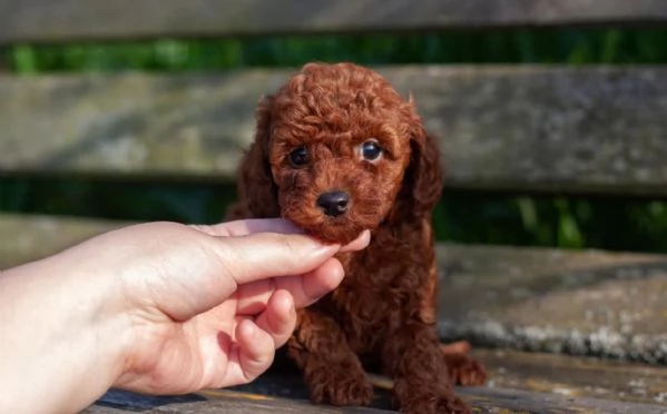  Cuccioli di barboncino toy da adottare.
