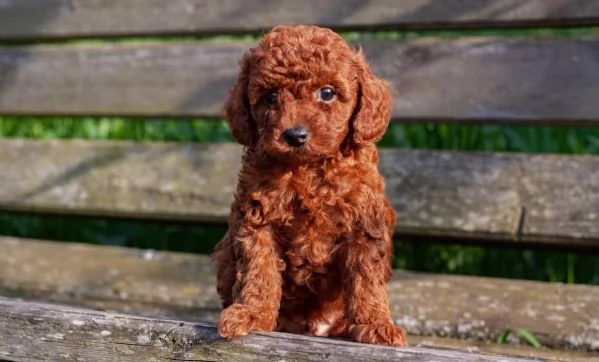  Adorabili cuccioli di barboncino