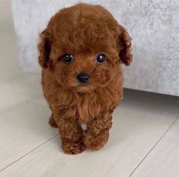  Bellissimi cuccioli di Barboncino