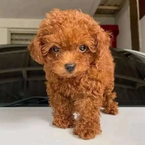  Cuccioli giocattolo Barboncino