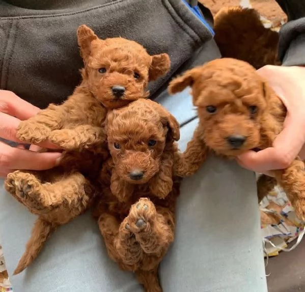  eccezionale cuccioli di Barboncino