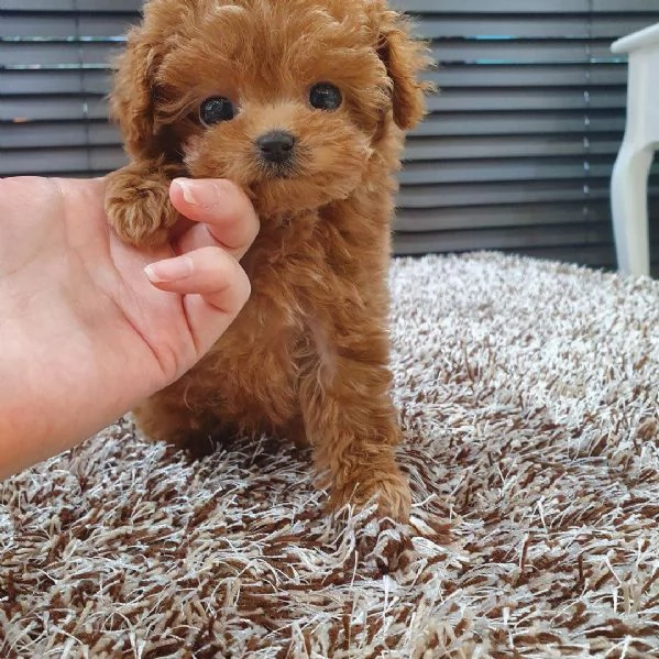  Cuccioli di barboncino di razza