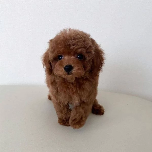  Carini cuccioli di barboncino da adottare