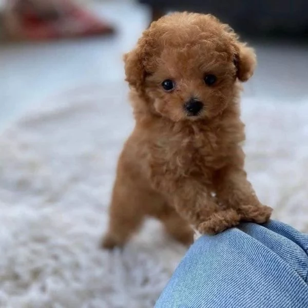  Cuccioli di barboncino