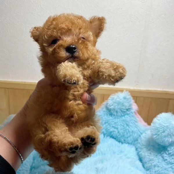  Cuccioli di barboncino di razza, registrati.