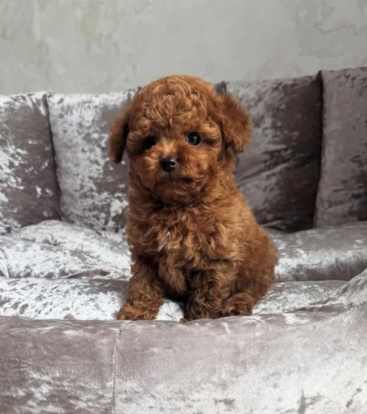  Cuccioli di barboncino registrati