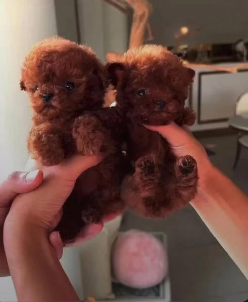  cuccioli di barboncino allevati in casa