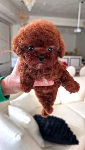  Mini Cuccioli di Barboncino Pronti per andare ora