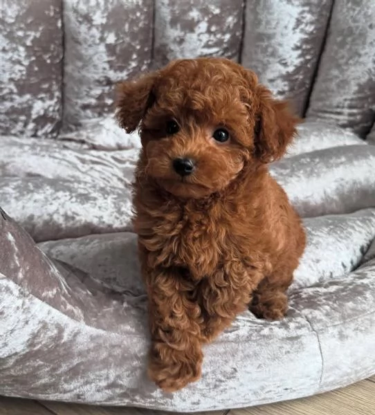  Adorabile Barboncino Purosangue