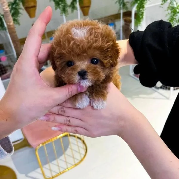  Cuccioli di barboncino di razza pura