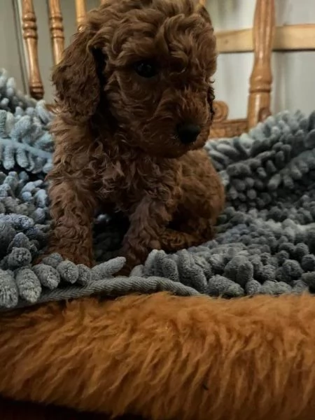  Pronti i cuccioli di barboncino in miniatura