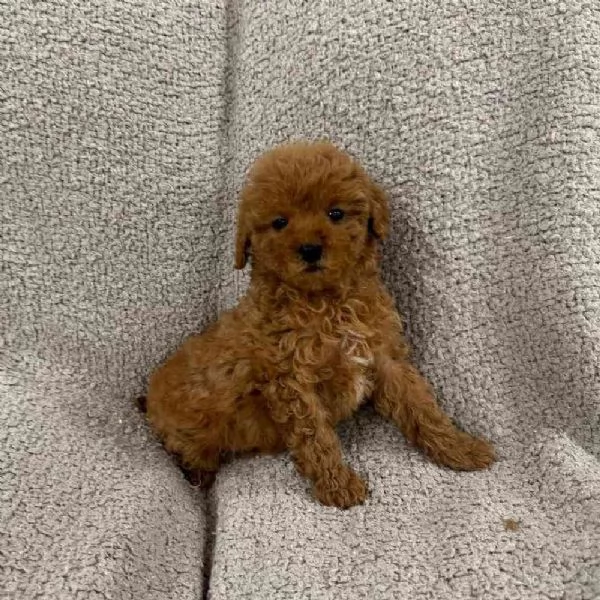  cuccioli di barboncino maschi e femmine per buone case.