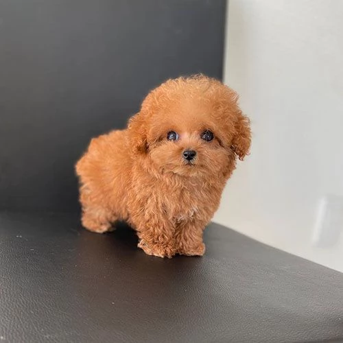  Cuccioli di barboncino.