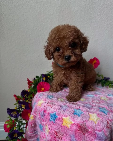  Cuccioli di barboncino in miniatura