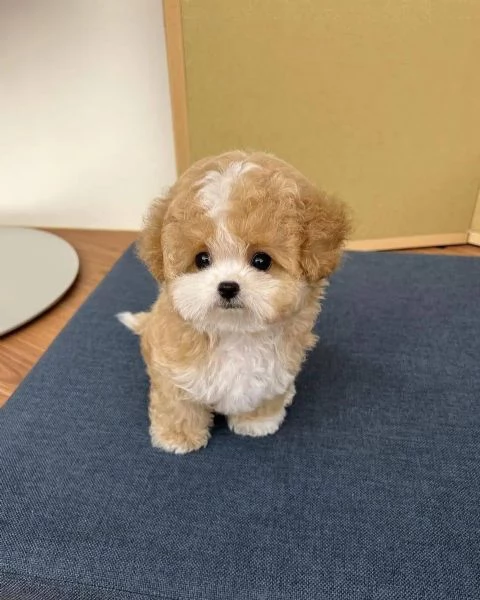  cuccioli di barboncino 1 maschio e 1 femmina