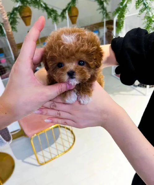  Cuccioli di barboncino registrati