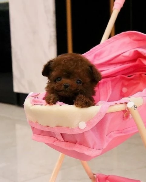  Cuccioli di barboncino registrati