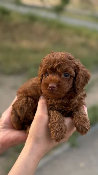  Cuccioli di barboncino registrati